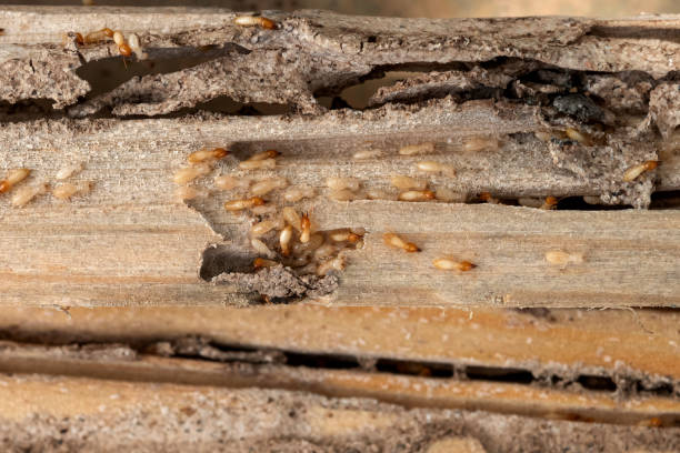 Fort Hall, ID Pest Control Pros